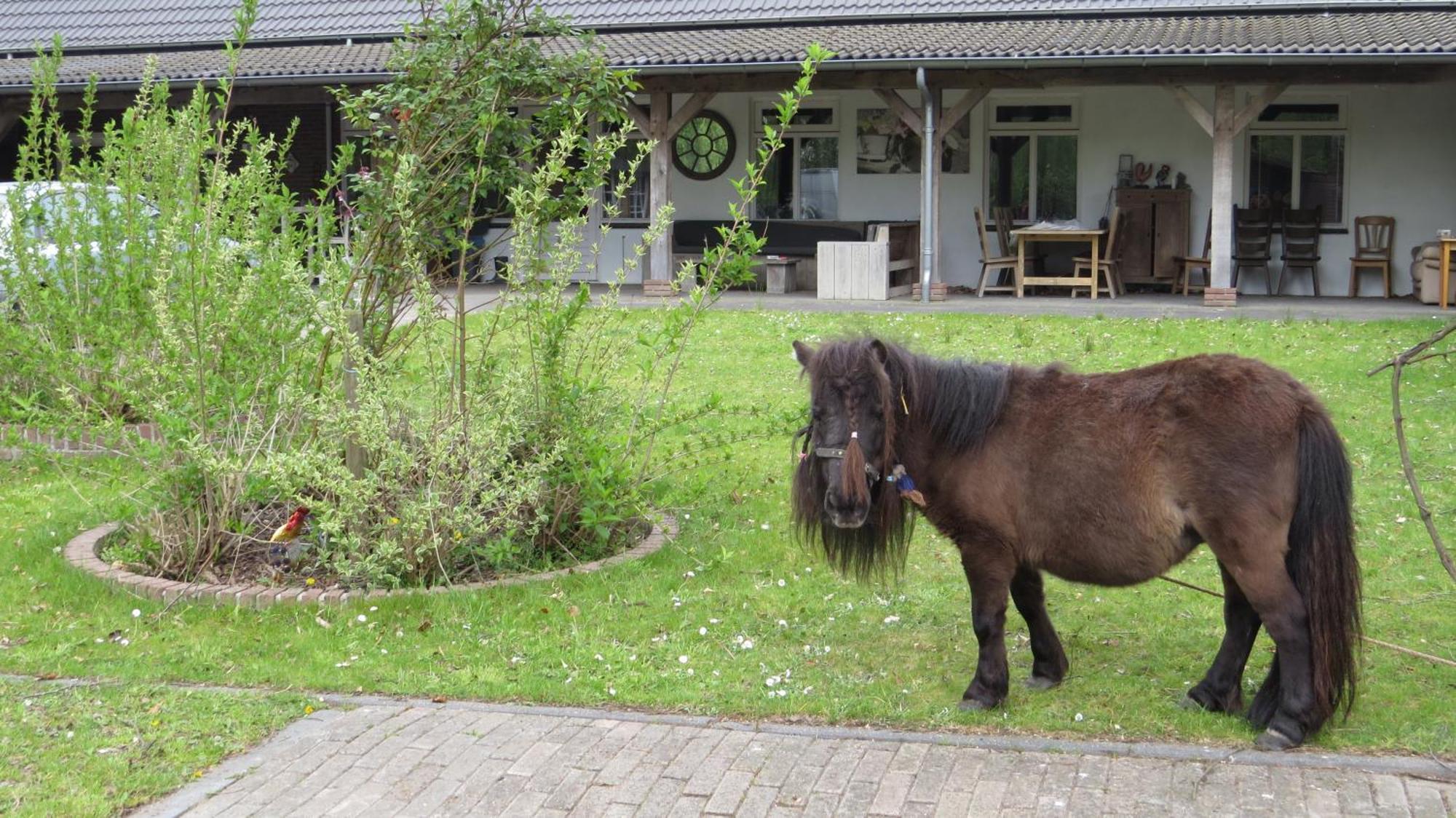 Hoeveheikant Lage Mierde Esterno foto